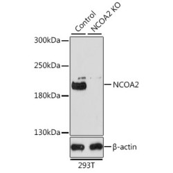 Nuclear Receptor Coactivator 2 (NCOA2) Antibody