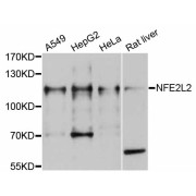 Western blot analysis of extracts of various cell lines, using NFE2L2 antibody (abx126237) at 1/1000 dilution.