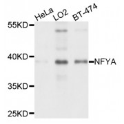 Western blot analysis of extracts of various cell lines, using NFYA antibody (abx126251) at 1/1000 dilution.