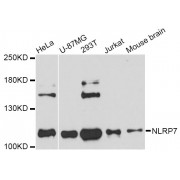 Western blot analysis of extracts of various cell lines, using NLRP7 Antibody (abx126258) at 1:3000 dilution.