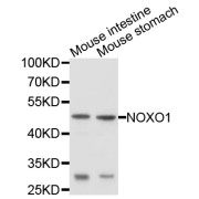 Western blot analysis of extracts of various cell lines, using NOXO1 antibody (abx126268) at 1/1000 dilution.