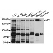 Western blot analysis of extracts of various cell lines, using NPR1 antibody (abx126270) at 1/1000 dilution.
