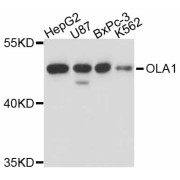 Western blot analysis of extracts of various cell lines, using OLA1 antibody (abx126292) at 1/1000 dilution.