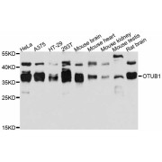 Western blot analysis of extracts of various cell lines, using OTUB1 antibody (abx126304) at 1:3000 dilution.