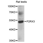 Western blot analysis of extracts of rat testis, using P2RX3 antibody (abx126305) at 1/1000 dilution.