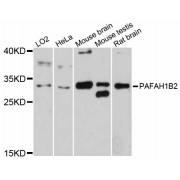 Western blot analysis of extracts of various cell lines, using PAFAH1B2 antibody (abx126315) at 1:3000 dilution.