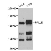 Western blot analysis of extracts of various cell lines, using PALLD antibody (abx126318) at 1:3000 dilution.