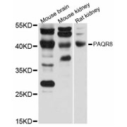 Western blot analysis of extracts of various cell lines, using PAQR8 antibody (abx126320) at 1/1000 dilution.