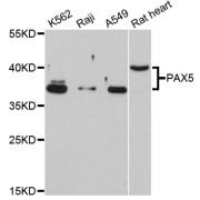 Western blot analysis of extracts of various cell lines, using PAX5 antibody (abx126326) at 1/1000 dilution.