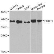 Western blot analysis of extracts of various cell lines, using PCBP1 antibody (abx126328) at 1/1000 dilution.