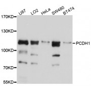 Western blot analysis of extracts of various cell lines, using PCDH1 antibody (abx126329) at 1/1000 dilution.