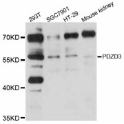 Western blot analysis of extracts of various cell lines, using PDZD3 antibody (abx126343) at 1/1000 dilution.