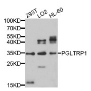 Western blot analysis of extracts of various cell lines, using PGLYRP1 antibody (abx126355) at 1/1000 dilution.