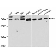 Western blot analysis of extracts of various cell lines, using PIGT antibody (abx126360) at 1:3000 dilution.