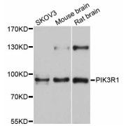 Western blot analysis of extracts of various cell lines, using PIK3R1 antibody (abx126364) at 1/1000 dilution.