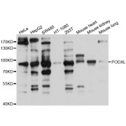 Western blot analysis of extracts of various cell lines, using PODXL antibody (abx126381) at 1/1000 dilution.