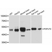 Western blot analysis of extracts of various cell lines, using POFUT2 antibody (abx126382) at 1/1000 dilution.