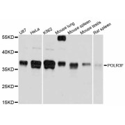 Western blot analysis of extracts of various cell lines, using POLR3F antibody (abx126392) at 1/1000 dilution.