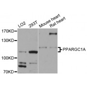 Western blot analysis of extracts of various cell lines, using PPARGC1A antibody (abx126398) at 1/1000 dilution.