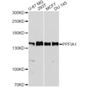 Western blot analysis of extracts of various cell lines, using PPFIA1 antibody (abx126399) at 1/5000 dilution.