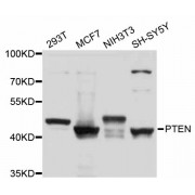 Western blot analysis of extracts of various cell lines, using PTEN antibody (abx126422) at 1/1000 dilution.