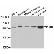 Western blot analysis of extracts of various cell lines, using PTEN antibody (abx126425) at 1/1000 dilution.