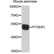 Western blot analysis of extracts of mouse pancreas, using PTGER1 antibody (abx126429) at 1/1000 dilution.