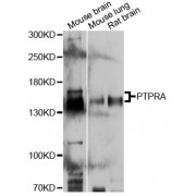 Western blot analysis of extracts of various cell lines, using PTPRA antibody (abx126438) at 1:3000 dilution.