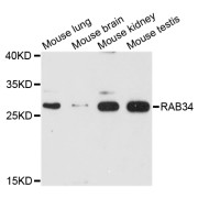 Western blot analysis of extracts of various cell lines, using RAB34 antibody (abx126448) at 1/1000 dilution.