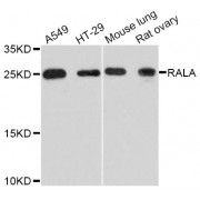 Western blot analysis of extracts of various cell lines, using RALA Antibody (abx126454) at 1:3000 dilution.