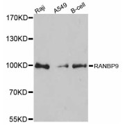 Western blot analysis of extracts of various cell lines, using RANBP9 antibody (abx126455) at 1:3000 dilution.