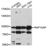 Western blot analysis of extracts of various cell lines, using RAP1GAP antibody (abx126456) at 1/1000 dilution.