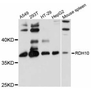 Western blot analysis of extracts of various cell lines, using RDH10 antibody (abx126466) at 1/1000 dilution.