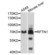 Western blot analysis of extracts of various cell lines, using RFTN1 antibody (abx126478) at 1/1000 dilution.