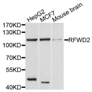 Western blot analysis of extracts of various cell lines, using RFWD2 antibody (abx126479) at 1/1000 dilution.