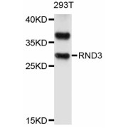 Western blot analysis of extracts of 293T cells, using RND3 antibody (abx126483) at 1/1000 dilution.