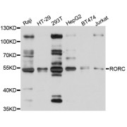 Western blot analysis of extracts of various cell lines, using RORC antibody (abx126492) at 1/1000 dilution.