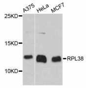 Western blot analysis of extracts of various cell lines, using RPL38 antibody (abx126493) at 1:3000 dilution.