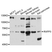 Western blot analysis of extracts of various cell lines, using RXFP3 antibody (abx126504) at 1/1000 dilution.