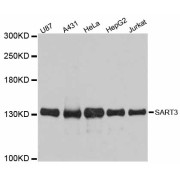 Western blot analysis of extracts of various cell lines, using SART3 antibody (abx126511) at 1:3000 dilution.