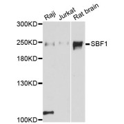 Western blot analysis of extracts of various cell lines, using SBF1 antibody (abx126512) at 1:3000 dilution.