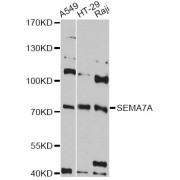 Western blot analysis of extracts of various cell lines, using SEMA7A antibody (abx126529) at 1:3000 dilution.