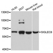 Western blot analysis of extracts of various cell lines, using SIGLEC8 antibody (abx126548) at 1/1000 dilution.