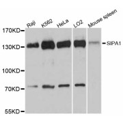 Western blot analysis of extracts of various cell lines, using SIPA1 antibody (abx126551) at 1:3000 dilution.