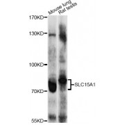 Western blot analysis of extracts of various cell lines, using SLC15A1 antibody (abx126559) at 1/1000 dilution.