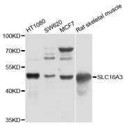 Western blot analysis of extracts of various cell lines, using SLC16A3 antibody (abx126561) at 1/1000 dilution.