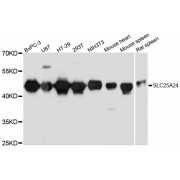 Western blot analysis of extracts of various cell lines, using SLC25A24 antibody (abx126571) at 1/1000 dilution.