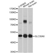 Western blot analysis of extracts of various cell lines, using SLC30A6 Antibody (abx126580) at 1:3000 dilution.