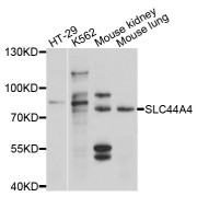 Western blot analysis of extracts of various cell lines, using SLC44A4 antibody (abx126583) at 1/1000 dilution.