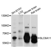 Western blot analysis of extracts of various cell lines, using SLC6A11 antibody (abx126588) at 1:3000 dilution.